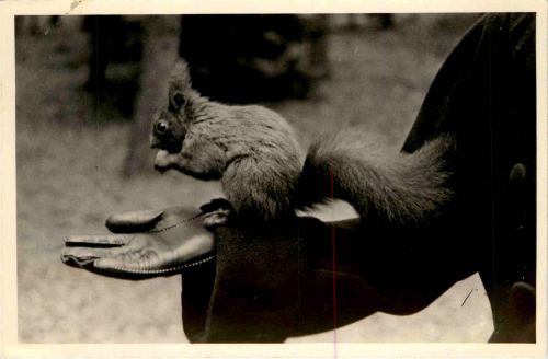 Bad Bramstedt - Eichhörnchen