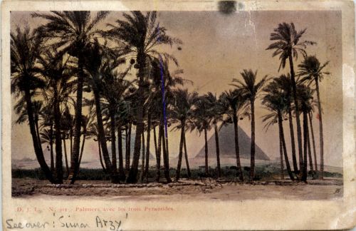 Palmers avec les trois Pyramides