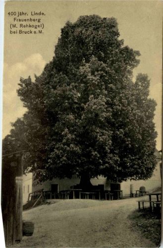 Bruck a.d.Mur - Frauenberg (M.Rehkogel), 400 jährige Linde
