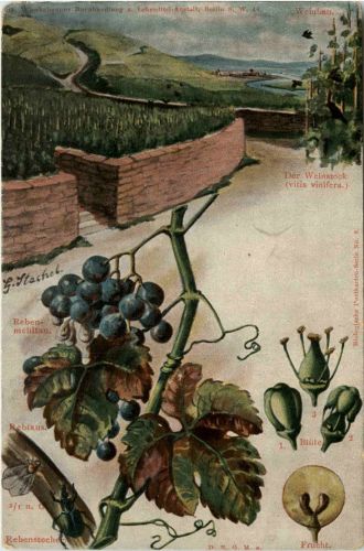 Wein