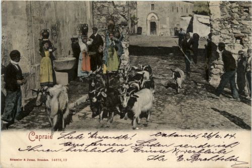 Capraie - Ziegen Goat