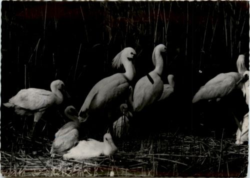 Vogelparadies am Neusiedlersee