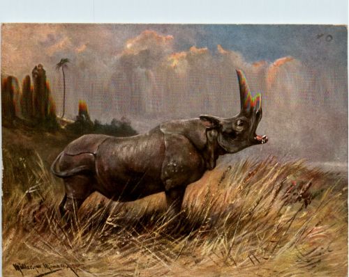 Nashorn - Rhino