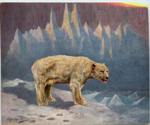 Eisbär