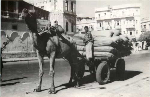 Karachi - Camel Cart