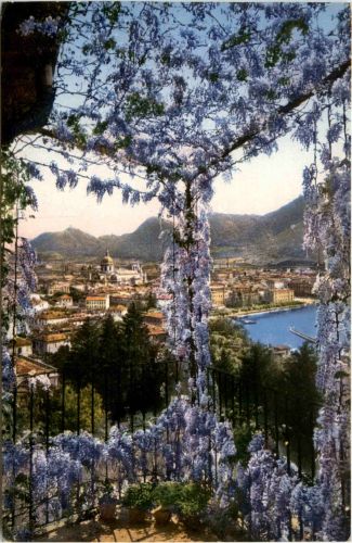 Como - Flieder