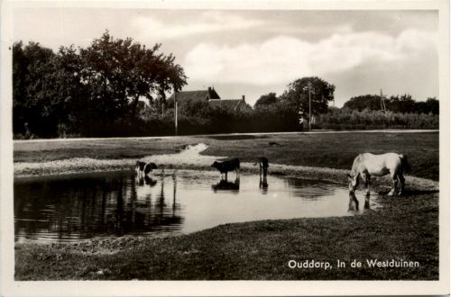 Ouddorp - In de Westduinen