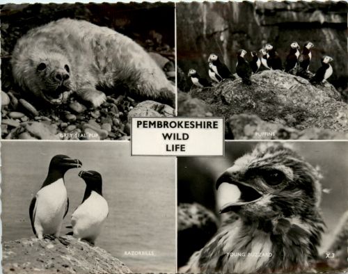 Pembrokeshire Wild Life