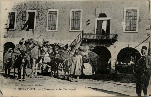 Beyrouth - Chameaux de Transportnite