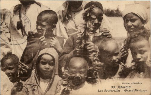 Maroc - Les Sauterelles