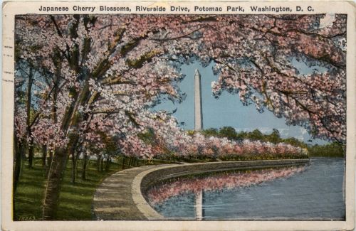 Washington DC - Japanese Cherry Blossom
