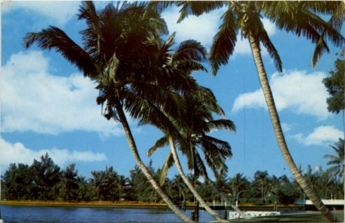 Florida - Whispering Palms