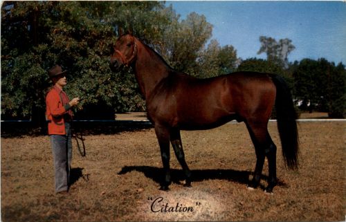 Citation - Horse