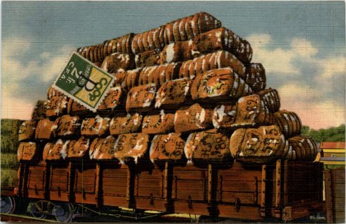 Cotton Ready for Shipment