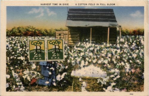 Dixie - Cotton Field