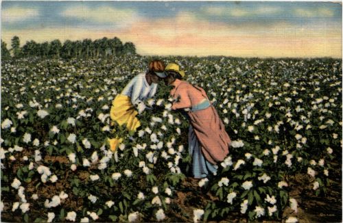 Cotton Field
