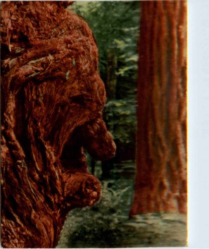 Old Man Burl