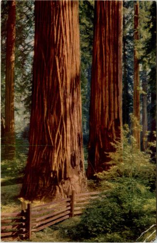Redwoods California