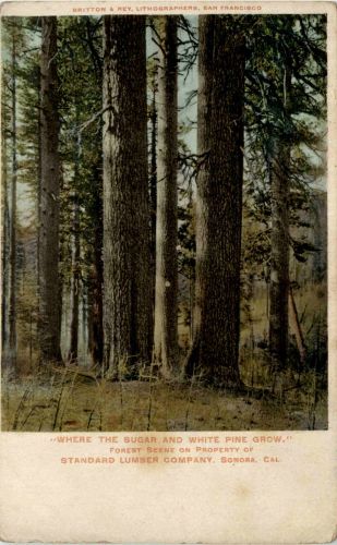 Senora - Standard Lumber Company