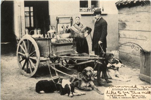 Attelage de chiens flamand - Hundekarren