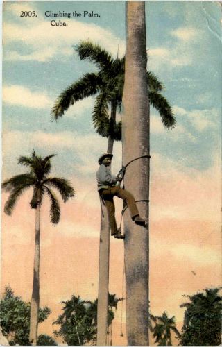 Cuba - Climbing the Palm