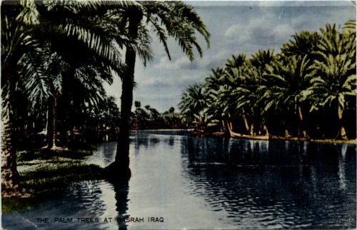 Irak - The Palm Trees at Basrah