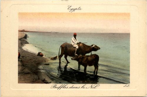 Egypt - Buffles dans le Nil