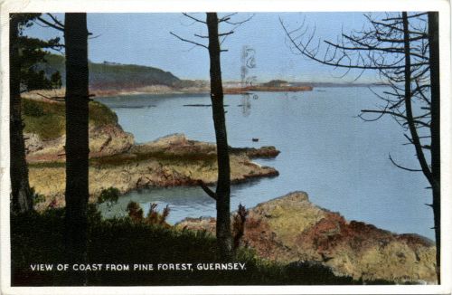 Guernsey - Pine Forest