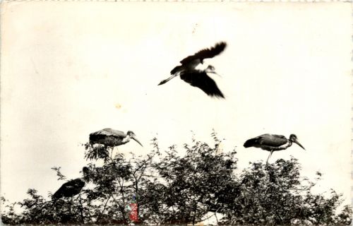 Niger - Faune