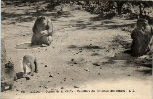 Blida, Gorges de la Chiffa, Familiers du Ruisseau des Singes