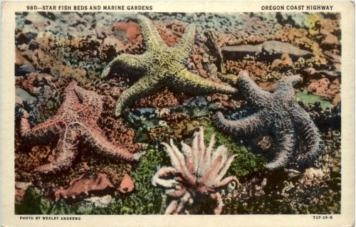 Oregon - Star fish