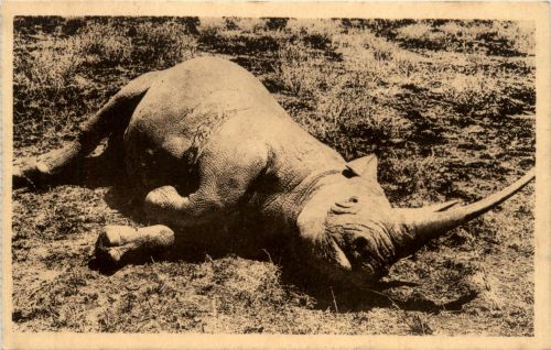 Rhino a double corne