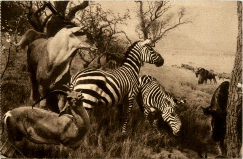 Zebra and Eland