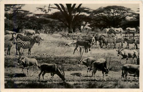 Nairobi Moubasa - Zebra