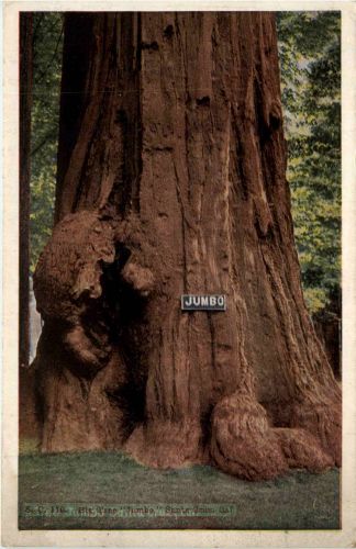 Santa Cruz - Big Tree Jumbo