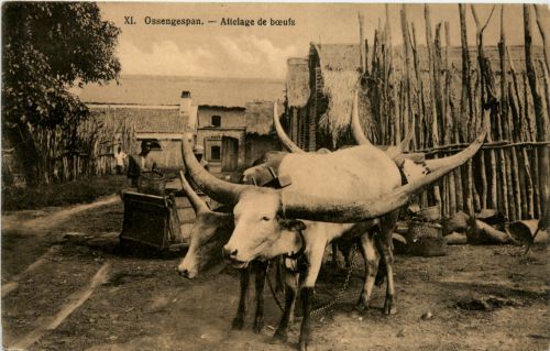 Attelage de boeufs