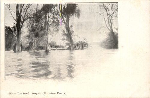 Laos - La foret noyee
