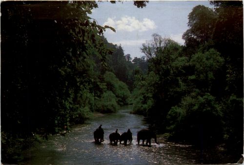 Thailand - Elephants