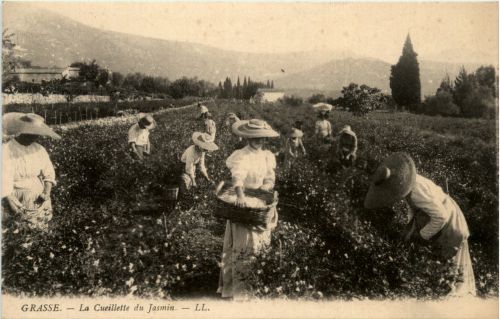 Grasse, La Ceilette du Jasmin
