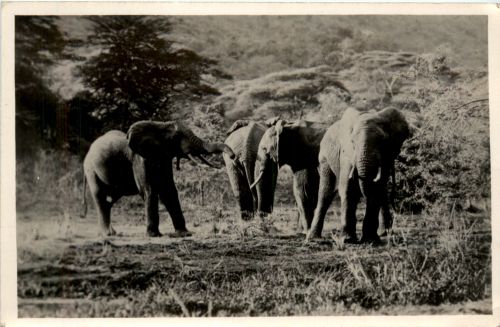 Elephant