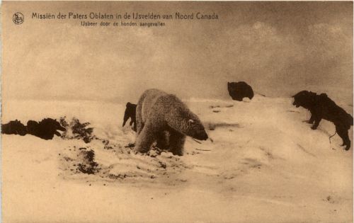 Missions Nord Canada Polarbear