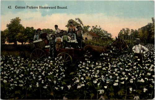 Cotton Pickers