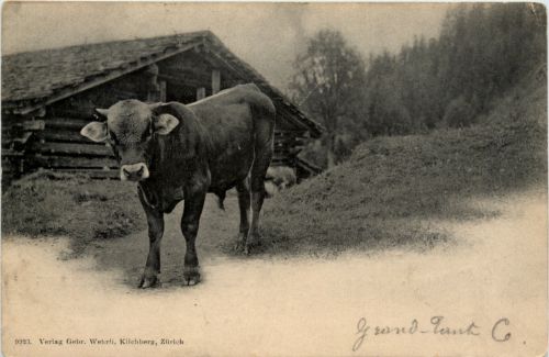 Kuh - Beef