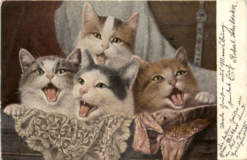 Katzen