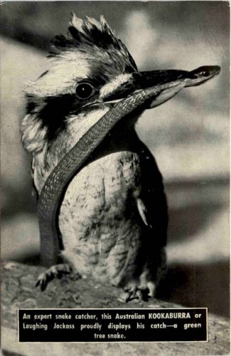 Australia - Kookaburra - Snake
