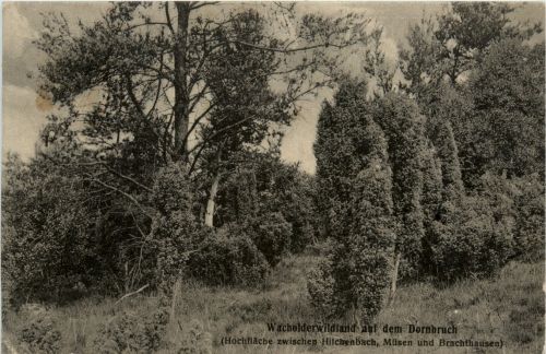 Wacholderwildland auf dem Dornbruch zwischen Hilchenbach Müsen und Brachthausen