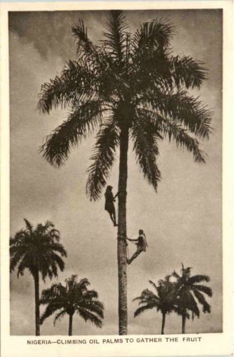 Nigeria - Climbing Oil Palms