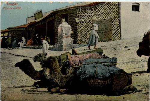 Tangier - Camels at Soko