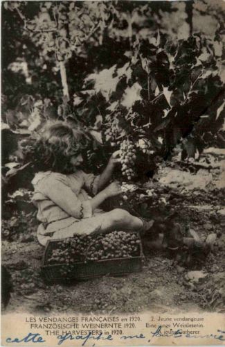 Französische Weinernte 1920 - Wine