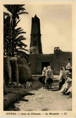 Biskra - Oasis de Filliache